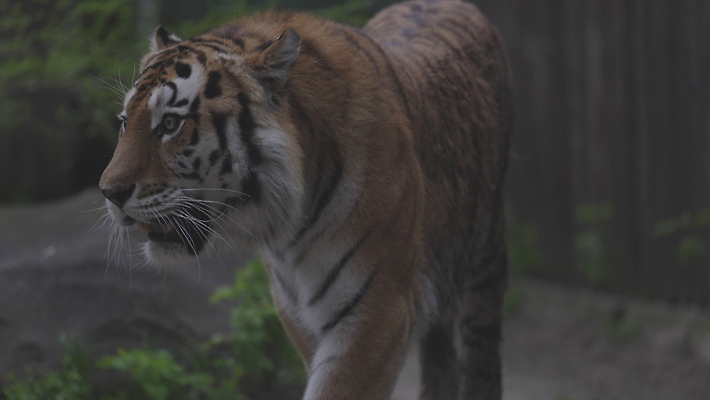 포토 JPG 해외이미지 동물 응시 시선 아시아 얼굴 야생동물 컬러 백그라운드 오렌지 포유류 자연 털 동물원 동양인 사람없음 뷰티 반사 머리 고양이 줄무늬 분노 흰색 표현 호랑이 닫기 위험 육식동물 사냥꾼 표범 시베리아 해외202309 해외포토 멸종위기종 직업 감정 나라 컨셉 무늬 과일 모션 인종 신체부위 반려동물 생태계 파일형식
