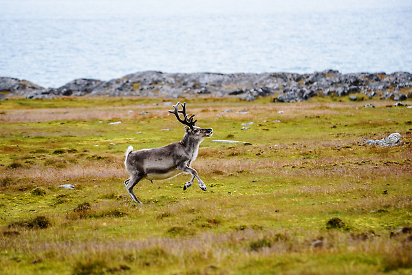 포토 JPG 해외이미지 동물 야생동물 여행 백그라운드 겨울 포유류 자연 사슴 뿔 노르웨이 핀란드 사람없음 야외 여름 파란색 흰색 북극 북쪽 알래스카 내추럴 그린란드 순록 스칸디나비아 해외202309 해외포토 계절 유럽 컬러 섬 북유럽 덴마크 미국 극지방 방향 생태계 파일형식