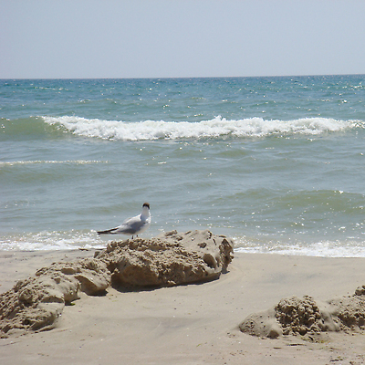 포토 JPG 해외이미지 주간 동물 모래 파도 바다 날개 자연 갈매기 조류 하늘 바람 풍경 사람없음 야외 장식 물 여름 파란색 뷰티 맑음 산책 거품 회색 자유 흰색 깃털 휴양지 부리 무료 수평선 카피스페이스 해외202309 해외포토 자연요소 계절 컬러 컨셉 날씨 휴식 공백 장소 생태계 파일형식