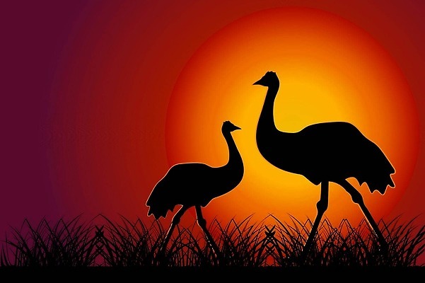 EPS 해외이미지 모양 동물 디자인 배너 실루엣 포스터 야생동물 컬러 백그라운드 2 오렌지 일러스트 자연 하늘 경사 빨간색 태양 숫자 일출 점프 검은색 어둠 황혼 일몰 사막 호주 저녁 만화 땅 심볼 사파리 윤곽 타조 고립 오지 벡터 카피스페이스 해외202309 해외일러스트 자연요소 문자 과일 모션 조류 촬영기법 노을 공백 오세아니아 야간 생태계 파일형식