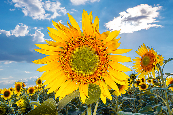 포토 JPG 해외이미지 식물 꽃잎 꽃 지구 리플렛 백그라운드 무늬 농업 벽지 날씨 해바라기 사람없음 빛 컬러풀 세계 햇빛 태양 농경지 노란색 평화 목장 들꽃 수확 성장 벚꽃 광선 시골 개화 낟알 원예 화단 강렬 광 밭일 웅장함 해외202309 해외포토 자연요소 산업 컬러 컨셉 취미 농장 파일형식