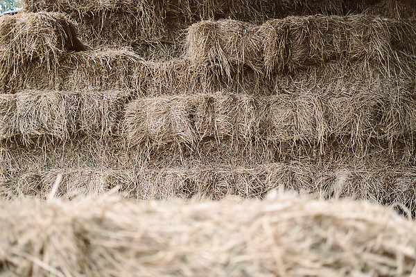 포토 JPG 해외이미지 식물 음식 농업 자연 밥 건조 사람없음 야외 농작물 농장 농경지 쌓기 농사 수확 시골 볏짚 밀짚 흙더미 내추럴 밭일 해외202309 해외포토 산업 모션 흙 짚 생태계 파일형식 더미