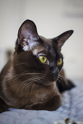 포토 JPG 해외이미지 동물 응시 주택 털 실내 앉기 사람없음 반려동물 갈색 작음 큼 호기심 사냥 기르기 총구 버미즈 순혈 해외202309 해외포토 시선 감정 컬러 컨셉 모션 내부 건물 고양이 크기 돌봄 파일형식