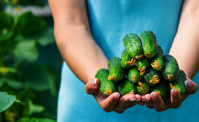 포토 JPG 해외이미지 식물 손 음식 백그라운드 잎 농업 다이어트 채소 자연 오이 건강 사람 사람없음 초록색 여름 농작물 농장 정원 수확 성장 시골 신선 잡기 시장 농부 수집 먹기 유기농 원예 날것 비타민 내추럴 밭일 숙성 온실 채식주의자 해외202309 해외포토 직업 웰빙 계절 산업 컬러 모션 취미 신체부위 생태계 채식 영양소 파일형식