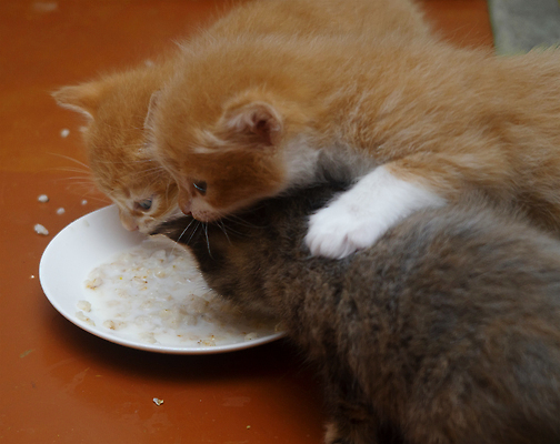 포토 JPG 해외이미지 스튜디오촬영 동물 응시 새끼 음식 2 창문 포유류 영국 생물 수염 바닥 주택 털 실내 사람없음 가로 친구 반려동물 컬러풀 귀여움 고양이 가축 회색 우유 아기 사발 먹기 배고픔 육식동물 얼룩무늬 솜털 돌봄 동반자 영양분 해외202309 해외포토 시선 유럽 컬러 컨셉 무늬 관계 모션 유제품 사람 내부 건물 사기그릇 파일형식