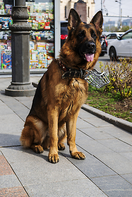 포토 JPG 해외이미지 거리 사람없음 맑음 개 큼 보안 지능 해외202309 해외포토 포유류 날씨 안전 크기 파일형식