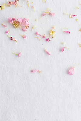 포토 JPG 해외이미지 모양 식물 꽃잎 분홍색 백그라운드 잎 꽃무늬 자연 벽지 프레임 사랑 사람없음 장식 봄 낭만 수확 벚꽃 흰색 축하 직물 인사 원형 플랫 질감 복고 열정 위치 내추럴 미니멀리스트 미니멀 해외202309 해외포토 도형 계절 꽃 감정 컬러 컨셉 무늬 농업 예절 생태계 파일형식