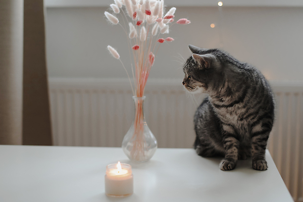 포토 JPG 해외이미지 동물 라이프스타일 디자인 거실 촛불 탁자 아침 휴식 전등 아파트 주택 실내 따뜻함 사람없음 내부 장식 반려동물 고양이 화환 방 꼬리 보케 주말 부드러움 얼룩무늬 솜털 리빙 연소 기르기 정물화 안락 해외202309 해외포토 주간 꽃 가구 컨셉 무늬 초 포유류 조명 건물 생활 감각 그림 돌봄 파일형식