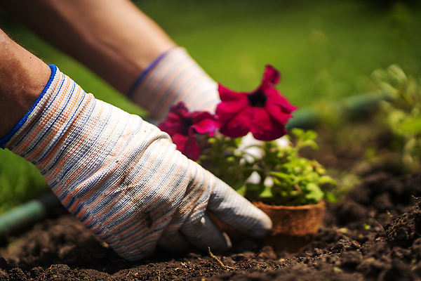 포토 JPG 해외이미지 식물 백인 라이프스타일 손 계절 꽃 화분 분홍색 장갑 꽃무늬 농업 자연 씨앗 사람 사람없음 야외 초록색 여름 농장 환경 정원 농사 보라색 봄 성장 벚꽃 도구 개화 농부 꽃집 유기농 원예 내추럴 돌봄 모종 원예사 피튜니아 해외202309 해외포토 서양인 직업 웰빙 잡화 산업 컬러 무늬 모션 취미 생활 신체부위 상점 생태계 파일형식