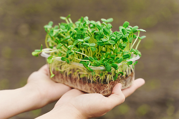 포토 JPG 해외이미지 식물 백인 라이프스타일 남자 음식 밭 농업 채소 자연 건강 사람 성인 사람없음 야외 초록색 햇빛 농장 새싹 정원 봄 성장 신선 도시 작업 농부 상추 일회용 에코 유기농 생태계 원예 날것 국산 내추럴 밭일 생태학 원예사 채식주의자 비건 해외202309 해외포토 서양인 직업 웰빙 계절 교육 산업 컬러 취미 생활 태양 환경 채식 파일형식