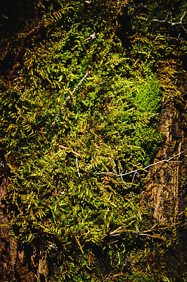 포토 JPG 해외이미지 식물 디자인 벽 백그라운드 잎 패턴 자연 벽지 표면 추상 이끼 사람없음 야외 장식 초록색 뷰티 환경 정원 젖음 촉촉함 성장 신선 닫기 정상 숲 묘사 에코 생태계 질감 리빙 내추럴 곰팡이 구식 옛날 해외202309 해외포토 컬러 무늬 모션 파일형식