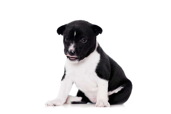 포토 JPG 해외이미지 동물 응시 어린이 백그라운드 포유류 생물 실내 사람없음 빨간색 반려동물 갈색 귀여움 검은색 흰색 아기 신생아 주름 기다림 개 강아지 작음 테리어 경계 위치 노려봄 송곳니 양모 경보 고립 기르기 복종 유래 접기 순혈 해외202309 해외포토 시선 컬러 컨셉 모션 표정 사람 내부 직물 치아 크기 돌봄 파일형식