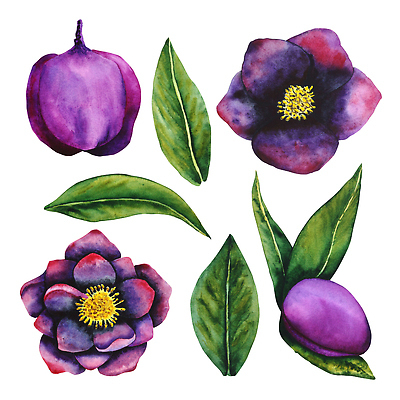 포토 JPG 해외이미지 식물 디자인 꽃잎 꽃 잎 꽃무늬 일러스트 자연 벽지 수채화 미술 사람없음 야외 그래픽 장식 초록색 세트 정원 검은색 봄 낭만 수확 성장 벚꽃 흰색 직물 인사 신용카드 개화 인쇄 스케치 천 오브젝트 그림 손그림 내추럴 조립 고립 엘리먼트 해외202309 해외일러스트 계절 컬러 컨셉 무늬 농업 문화예술 금융 예절 생태계 파일형식