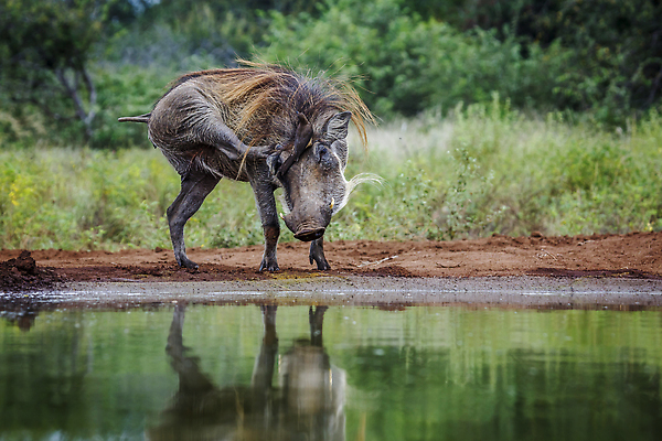 포토 JPG 해외이미지 동물 야생동물 포유류 아프리카 자연 조류 국립공원 사람없음 야외 앞모습 가로 관광지 반사 돼지 황무지 보호 사파리 몸단장 남아프리카 보츠와나 보호구역 크루거 해외202309 해외포토 공원 나라 뷰포인트 여행 컨셉 생태계 남아프리카공화국 구역 파일형식