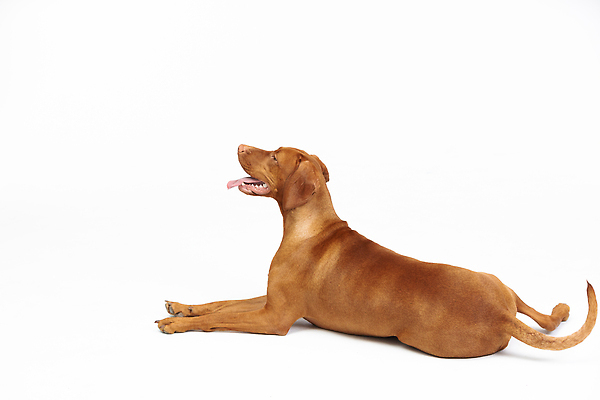 포토 JPG 해외이미지 동물 포유류 털 실내 건강 종류 사람없음 옆모습 반려동물 뷰티 갈색 힘 코트 개 큼 스마트 집중 흰배경 사냥 사냥개 거짓말 기르기 유래 충실 해외202309 해외포토 뷰포인트 컬러 백그라운드 컨셉 내부 외투 흰색 크기 돌봄 파일형식