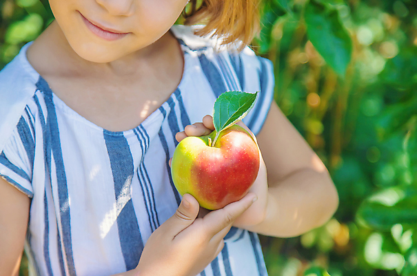 포토 JPG 해외이미지 주간 서양인 여자 어린이 잎 자연 한명 들기 상반신 야외 옆모습 신선 사과 과수원 보여주기 사과농장 소녀한명만 해외202309 해외포토 자연요소 외국인 식물 1 뷰포인트 농업 과일 모션 사람 농장 생태계 여자한명만 소녀만 파일형식