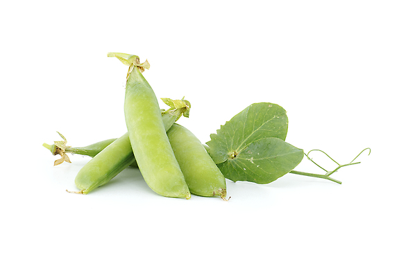 포토 JPG 해외이미지 식물 음식 백그라운드 잎 농업 다이어트 채소 재료 건강 씨앗 사람없음 초록색 식사 수확 흰색 신선 오픈 그룹 맛 오브젝트 유기농 완두콩 날것 칼로리 비타민 내추럴 고립 꼬투리 숙성 영양분 줄서기 채식주의자 해외202309 해외포토 웰빙 산업 컬러 컨셉 모션 콩 채식 영양소 파일형식