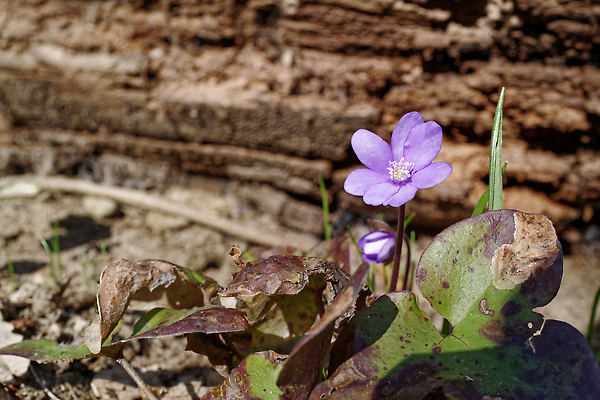 포토 JPG 해외이미지 나무 식물 계절 꽃잎 꽃 분홍색 컬러 백그라운드 잎 꽃무늬 자연 풍경 사람없음 초록색 여름 파란색 뷰티 갈색 노란색 환경 정원 맑음 보라색 봄 벚꽃 개화 숲 작음 제비꽃 생태계 내추럴 땅바닥 생태학 해외202309 해외포토 교육 무늬 날씨 바닥 크기 파일형식