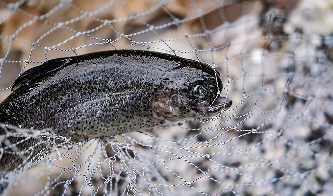 포토 JPG 해외이미지 동물 1 야생동물 음식 스포츠 자연 낚시 어류 취미 사람없음 야외 빛 강 수중 장비 신선 잡기 점 그물 고리 큼 트로피 해산물 연어 동물상 송어 식용 해외202309 해외포토 모션 레저 조형물 수중동물 크기 상_우승 생태계 파일형식