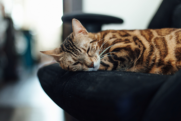 포토 JPG 해외이미지 동물 얼굴 백그라운드 장난 포유류 자연 놀이 수염 주택 털 실내 건강 동양인 사람없음 반려동물 귀여움 검은색 고양이 점 황금 안락의자 얼룩무늬 솜털 표범 몸단장 기르기 돌봄 유래 카피스페이스 순혈 해외202309 해외포토 컬러 컨셉 무늬 의자 모션 인종 내부 건물 신체부위 공백 생태계 파일형식