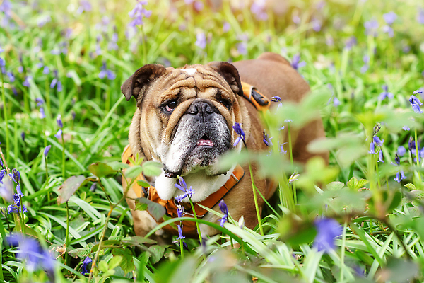 포토 JPG 해외이미지 응시 공원 얼굴 관계 자연 잉글랜드 서기 사람없음 야외 달리기 머리 걷기 힘 봄 우정 성장 주름 클래식 닫기 개 치아 숲 큼 혀 근육질 불독 송곳니 기르기 동반자 블루벨 신앙심 유래 특별함 해외202309 해외포토 시선 계절 공공시설 컨셉 포유류 모션 근육 영국 신체부위 친구 입 소화기관 크기 몸매 생태계 돌봄 파일형식