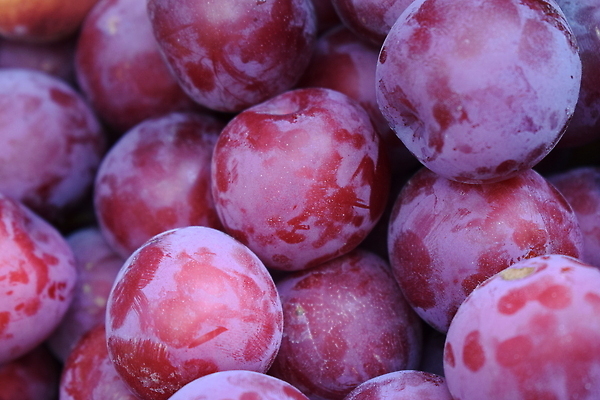 포토 JPG 해외이미지 식물 계절 열매 음식 백그라운드 패턴 농업 다이어트 과일 재료 자연 디저트 건강 사람없음 빨간색 파란색 농장 바구니 상점 주방 정원 농사 보라색 식사 활발 수확 나뭇가지 신선 시장 달콤 잼 먹기 타일 유기농 질감 날것 모음 자두 흙더미 내추럴 숙성 식용 채식주의자 맛있는 해외202309 해외포토 나무 웰빙 산업 컬러 컨셉 무늬 모션 한글 흙 소스_음식 맛 생태계 채식 파일형식 더미