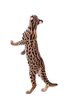 포토 JPG 해외이미지 동물 응시 시선 야생동물 백그라운드 오렌지 포유류 자연 수염 털 실내 동물원 종류 사람없음 빨간색 반려동물 노란색 고양이 듣기 흰색 우아함 작음 집중 사파리 사냥 육식동물 사냥꾼 육식 솜털 표범 경보 고립 해외202309 해외포토 직업 컬러 컨셉 과일 모션 내부 크기 생태계 파일형식