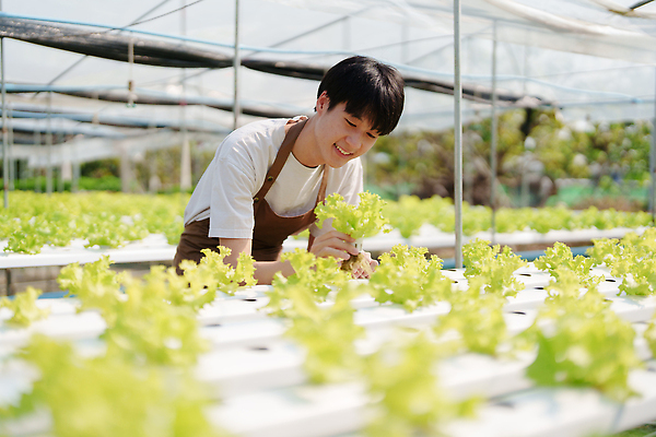 포토 JPG 해외이미지 손 꽃 산업 채소 비즈니스 사업가 가족 성공 기술 한명 사람 성인 초록색 노트북 학습 농가 농장 세일 바구니 정원 기쁨 샐러드 수확 성장 신선 잡기 작업 농부 상추 과학자 유기농 원예 생물학 주인 돌봄 마케팅 온실 제어 중소기업 해외202309 해외포토 식물 직업 1 웰빙 교육 감정 음식 컬러 과학 컨셉 농업 회사 관계 모션 취미 신체부위 전자제품 학자 파일형식