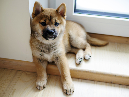 포토 JPG 해외이미지 동물 1 응시 행복 새끼 백그라운드 포유류 놀이 세포 실내 사람없음 야외 빨간색 반려동물 뷰티 갈색 귀여움 일본 아기 개 강아지 작음 모피 슛 솜털 송곳니 고립 기르기 유래 순종 해외202309 해외포토 시선 감정 아시아 컬러 컨셉 사람 내부 치아 크기 왕 돌봄 파일형식