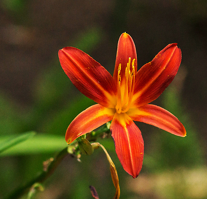 포토 JPG 해외이미지 꽃 잎 자연 사람없음 빨간색 화려 원예 해외202309 해외포토 식물 컬러 컨셉 취미 생태계 파일형식