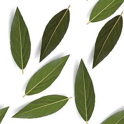 EPS 해외이미지 식물 디자인 컬러 백그라운드 잎 꽃무늬 패턴 채소 일러스트 재료 자연 벽지 추상 건조 요리 장식 뷰티 정원 화환 페인트 경쟁 우승 만 양념 인쇄 허브 심볼 사인 그림 질감 매움 엘리먼트 월계수 벡터 해외202309 해외일러스트 꽃 컨셉 무늬 최고 맛 생태계 파일형식