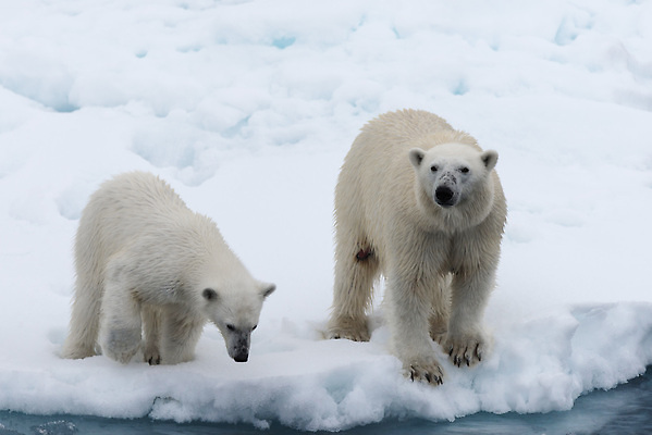 포토 JPG 해외이미지 야생동물 두마리 겨울 사람없음 추위 흰색 눈 북극 북극곰 빙하 해외202309 해외포토 자연요소 동물 계절 컬러 2 곰 날씨 극지방 파일형식