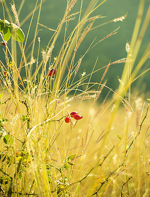 포토 JPG 해외이미지 식물 계절 열매 음식 컬러 백그라운드 과일 자연 건강 사람없음 야외 빨간색 뷰티 약 장미 정원 수확 나뭇가지 신선 엉덩이 허브 묘사 내추럴 숙성 해외202309 해외포토 나무 꽃 농업 의학 신체부위 생태계 파일형식