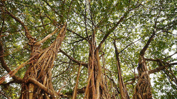 포토 JPG 해외이미지 나무 식물 계절 공원 여행 백그라운드 잎 자연 사람없음 야외 목재 초록색 빛 뷰티 숫자 3D 평화 환경 정원 축제 성장 거친 숲 큼 장작 피부 유기농 뿌리 나무껍질 내추럴 땅바닥 옛날 하와이인 해외202309 해외포토 외국인 문자 웰빙 공공시설 컬러 컨셉 재료 바닥 신체부위 껍질 크기 디지털합성 생태계 파일형식