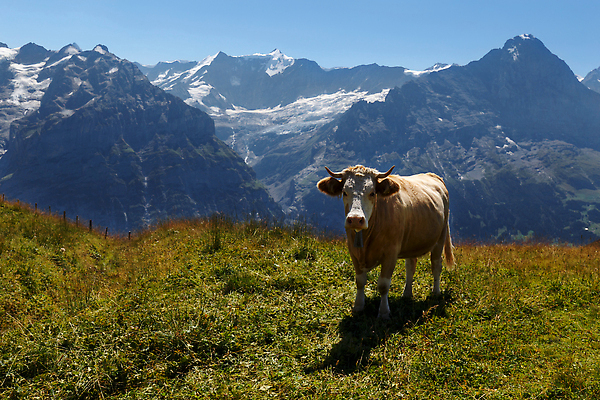 포토 JPG 해외이미지 동물 구름 계절 유럽 야생동물 여행 포유류 하늘 치즈 산 뿔 풍경 사람없음 야외 초록색 여름 농장 갈색 가축 봄 목장 하이킹 소고기 우유 종 가을 시골 소 군중 땅 스위스 언덕 알프스 밭일 해외202309 해외포토 자연요소 나라 컬러 농업 레저 유제품 육류 사람 파일형식