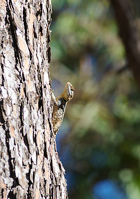 포토 JPG 해외이미지 나무 동물 야생동물 모래 백그라운드 파충류 자연 휴식 사람없음 태양 맑음 사막 용 소나무 뜨거움 거친 도마뱀 뿌리 육식동물 칠면조 남쪽 동물상 땅바닥 이국적 해외202309 해외포토 자연요소 식물 컨셉 조류 날씨 바닥 조형물 방향 생태계 파일형식