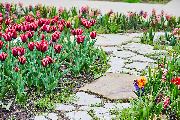 포토 JPG 해외이미지 식물 계절 공원 꽃 분홍색 꽃다발 여행 잎 꽃무늬 밭 부활절 발렌타인데이 사랑 사람없음 야외 초록색 컬러풀 태양 정원 보라색 봄 튤립 벚꽃 신선 도시 닫기 도심 해외202309 해외포토 자연요소 공공시설 기념일 감정 컬러 무늬 농업 모션 데이이벤트 파일형식