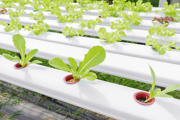 포토 JPG 해외이미지 식물 음식 단풍 잎 농업 채소 태국 자연 실내 사람없음 가로 초록색 컬러풀 농장 샐러드 수확 성장 신선 상추 유기농 원예 일렬 건강식 채소밭 열대기후 채식주의자 세련 해외202309 해외포토 웰빙 산업 아시아 컬러 밭 취미 내부 생태계 채식 파일형식