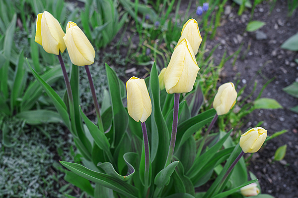 포토 JPG 해외이미지 식물 계절 공원 꽃잎 꽃 줄기 컬러 꽃다발 백그라운드 잎 꽃무늬 밭 자연 부활절 발렌타인데이 사랑 풍경 사람없음 장식 초록색 여름 빛 컬러풀 햇빛 뷰티 노란색 정원 봄 활발 낭만 튤립 벚꽃 신선 개화 원예 내추럴 해외202309 해외포토 공공시설 기념일 감정 컨셉 무늬 농업 데이이벤트 취미 태양 생태계 파일형식