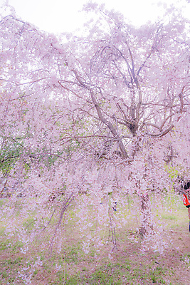 포토 JPG 해외이미지 사람 봄 벚꽃 풀잎 벚나무 도쿄 해외202309 해외포토 나무 계절 꽃 잎 일본 풀_식물 파일형식