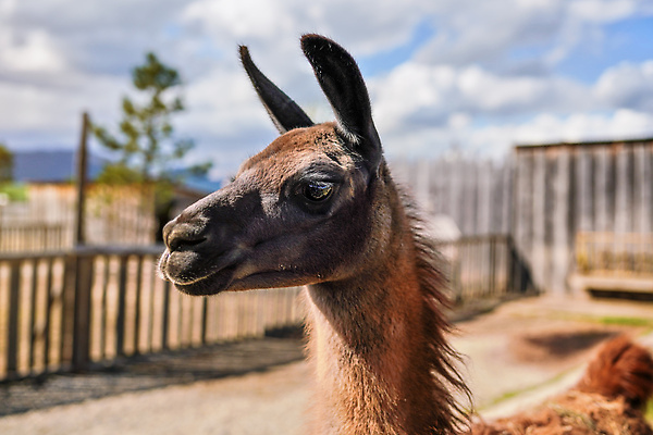 포토 JPG 해외이미지 동물 얼굴 야생동물 농업 포유류 자연 털 동물원 사람없음 야외 옆모습 초록색 반려동물 뷰티 농장 갈색 머리 가축 흰색 시골 모피 묘사 코 낙타 솜털 양모 라마 알파카 양털 이국적 페루 해외202309 해외포토 산업 뷰포인트 컬러 신체부위 직물 남아메리카 생태계 파일형식