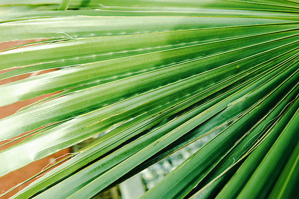 포토 JPG 해외이미지 나무 식물 백그라운드 잎 패턴 자연 추상 손바닥 사람없음 야외 장식 초록색 여름 컬러풀 야자수 정원 줄무늬 신선 부채 숲 열대우림 생태계 질감 문학 내추럴 엘리먼트 열대기후 그리너리 해외202309 해외포토 손 계절 컬러 무늬 파일형식 트랜드컬러