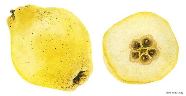 EPS 해외이미지 과일 일러스트 사람없음 노란색 해외202309 마르멜루 해외일러스트 컬러 파일형식 벡터