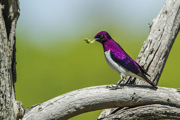포토 JPG 해외이미지 동물 남자 야생동물 아프리카 자연 조류 국립공원 사람없음 가로 보호 제비꽃 사파리 남아프리카 보호구역 수유 크루거 해외202309 해외포토 공원 꽃 나라 컨셉 사람 생태계 남아프리카공화국 구역 파일형식