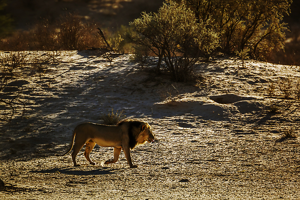 포토 JPG 해외이미지 동물 남자 야생동물 무늬 포유류 아프리카 자연 흑백 파노라마 국립공원 사람없음 야외 관광지 눕기 걷기 일출 황혼 새벽 사막 황무지 보호 사자 모래언덕 사파리 육식동물 나미비아 남아프리카 보츠와나 보호구역 칼라하리 건조기후 해외202309 해외포토 자연요소 공원 나라 여행 컨셉 모션 촬영기법 사람 노을 일몰 언덕 생태계 구역 파일형식