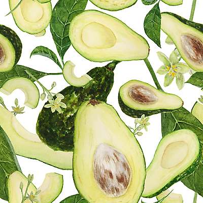 포토 JPG 해외이미지 조각 잎 단면 씨앗 사람없음 껍질 손그림 아보카도 아보카도꽃 해외202309 해외포토 식물 꽃 과일 파일형식