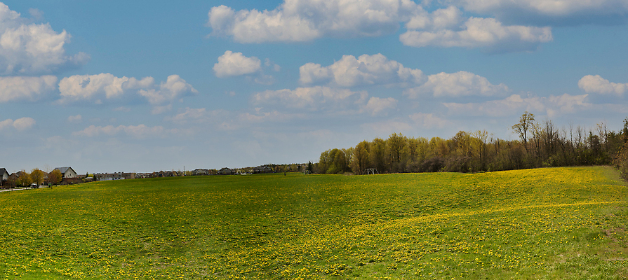 포토 JPG 해외이미지 식물 계절 꽃 백그라운드 꽃무늬 밭 자연 파노라마 풍경 사람없음 야외 초록색 여름 컬러풀 햇빛 뷰티 노란색 맑음 봄 성장 벚꽃 시골 신선 민들레 내추럴 해외202309 해외포토 컬러 무늬 농업 날씨 촬영기법 태양 생태계 파일형식