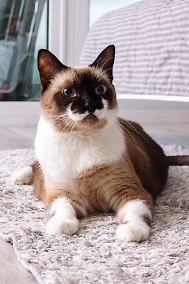 포토 JPG 해외이미지 동물 라이프스타일 디자인 화초 벽 가구 백그라운드 포유류 생물 선반 바닥 아파트 주택 실내 사람없음 내부 장식 세로 빛 반려동물 소파 뷰티 유행 고양이 줄무늬 카펫 방 회색 추위 흰색 침대 직물 플랫 오브젝트 솜털 생강 리빙 거짓말 블러 스타일 안락 해외202309 해외포토 식물 컬러 생활용품 컨셉 무늬 채소 의자 건물 생활 파일형식