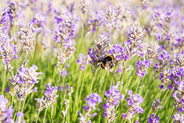 포토 JPG 해외이미지 식물 동물 1 계절 꽃 야생동물 컬러 곤충 백그라운드 꽃무늬 밭 자연 사람없음 야외 초록색 컬러풀 뷰티 정원 보라색 봄 줄무늬 다양 벚꽃 개화 수분 수집 허브 제비꽃 꽃가루 꿀 라벤더 내추럴 호박벌 해외202309 해외포토 다수 무늬 농업 벌_곤충 가루 생태계 파일형식