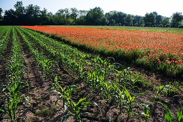 포토 JPG 해외이미지 식물 계절 꽃잎 꽃 컬러 백그라운드 잎 꽃무늬 밭 농업 모션 자연 하늘 바람 풍경 사람없음 야외 빨간색 초록색 여름 파란색 컬러풀 태양 뷰티 정원 맑음 일몰 봄 벚꽃 시골 신선 양귀비 내추럴 화창 해외202309 해외포토 자연요소 산업 무늬 날씨 노을 생태계 파일형식